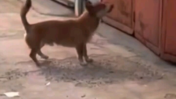 Anjing yang lumayan punya taring