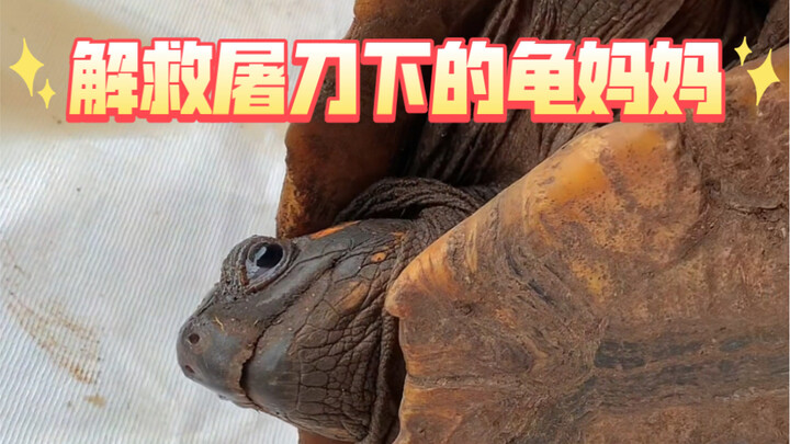 إنقاذ السلحفاة الأم من السكين