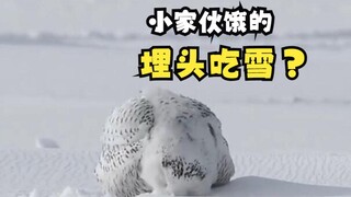 正在雪地中觅食的动物们！
