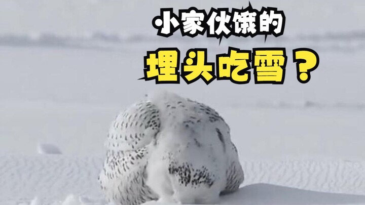 正在雪地中觅食的动物们！