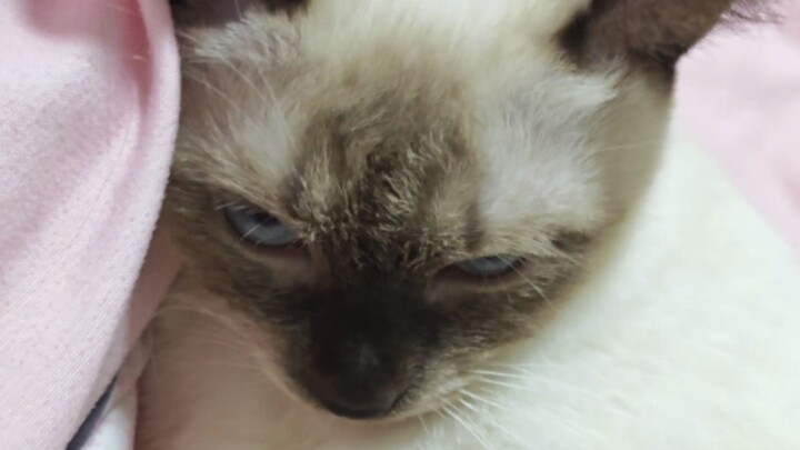 Kakak, jangan foto perut gembulku, meong!