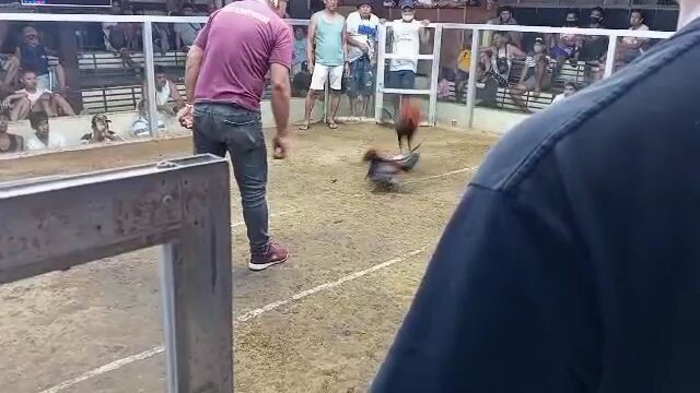 Super brownred 1st fight  win ✅