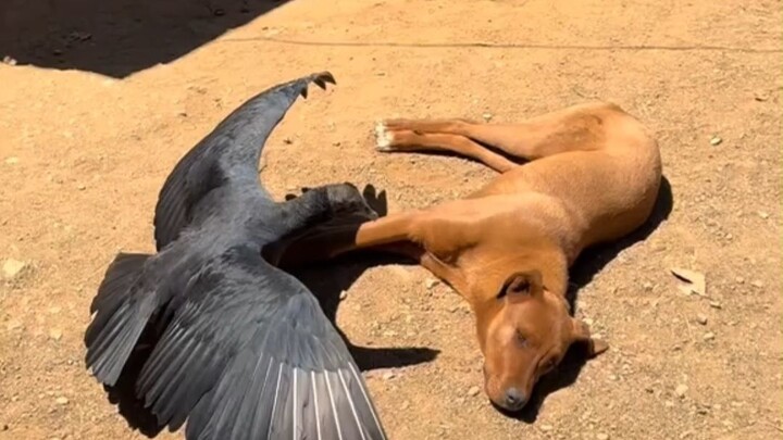 Burung bangkai mengira anjing yang sedang berjemur di bawah matahari bakal segera mati, jadi ia teru
