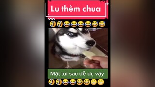 giảitrí chócute chómèohàihước  Lu thèm chua