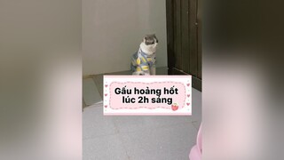 Từ lúc về quê không đêm nào ngủ ngon. Ngày nào Gấu cũng kêu dạy lúc 2-3h sáng. cat mèo voiceeffects fyp dcgr chiecmeotengau ma TetHungKhoi