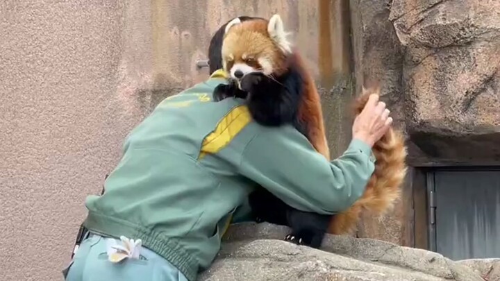 Sekali lagi, hari di mana aku ingin menjadi penjaga panda kecil.