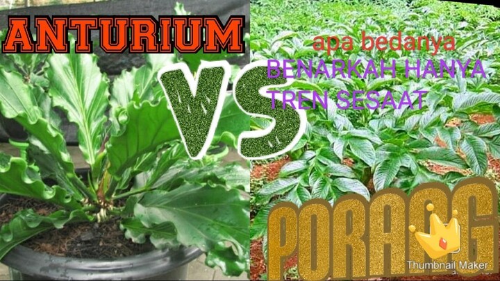 SEJARAH ASAL USUL TANAMAN PORANG DI INDONESIA