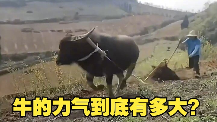 How strong is an ox, exactly?