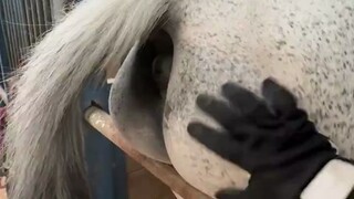 Remas pantat yang montok