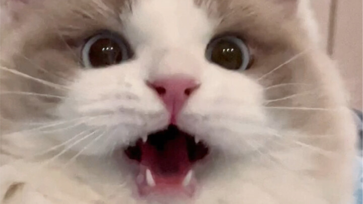 Ingatlah untuk memberi tahu anak kucing Anda bahwa Anda mencintainya setiap hari!