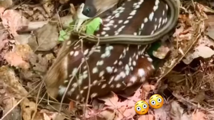 Rắn lòng tham chẳng đủ nuốt nổi hươu lớn 🦌 gặp phải cầy mangut thì ngớ người ra