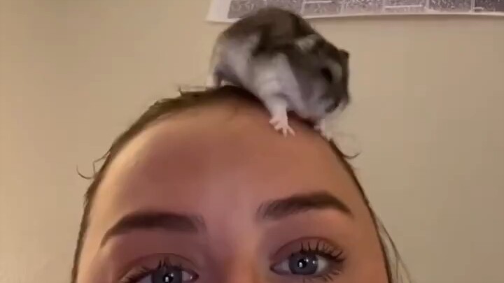 Mouse TV