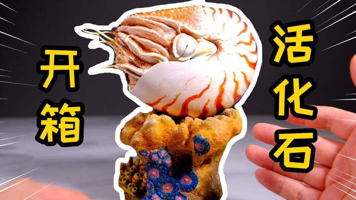 Unboxing a living fossil! Xumi Studio 1/1 Nautilus scene unboxing review!