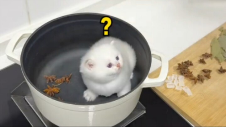 🐱 แมวน้อยมาบ้านครั้งแรก ตุ๋นแล้วหอมมากเลย!