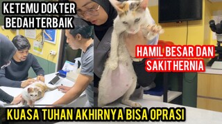 KUASA TUHAN KUCING HAMIL SAKIT HERNIA AKHIRNYA KETEMU DOKTER BEDAH DAN AKAN DI OPRASI‼️