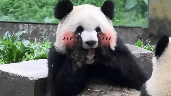 Độ ngọt bùng nổ của Yu Ai