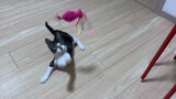[สัตว์] จับมือสอนแมวของคุณตกปลา——เตรียมสอบเอนทรานซ์ภาษาอังกฤษเซี่ยงไฮ้