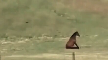 “Nhưng chủ nhân, ngựa ngựa em…”