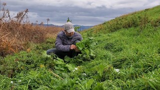 Đi Hái Rau Cải về Nấu Canh Tôm | Út Đạt | Cuộc Sống Nhật | # 330