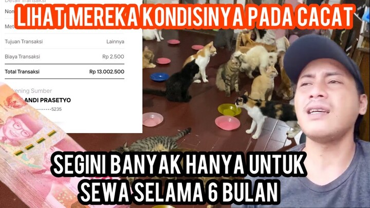 Sedih Saatnya Perpanjang Sewa Rumah Tempat Tinggal Kucing -Kucing Jalanan Pertahun 26 Juta..!