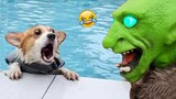 Dog Reactions: Scared And Funny Dog 🐶😹| Pets Island