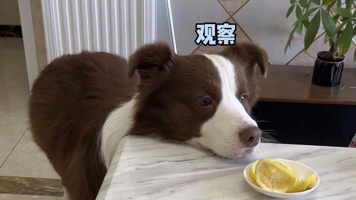 วิธีรักษาสุนัขชอบกัดรองเท้าแตะ ตอนพิเศษ