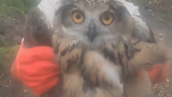 The owl has been stealing frogs from the farm every day, and this time it finally got caught!