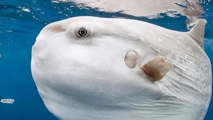 ปลาปักเป้าฟลายฟิช: เกิดมาเป็นปลา แต่ลำไส้กลับกลายเป็นลำไส้มังกร!