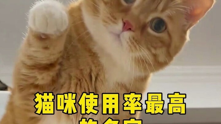 The most popular cat name