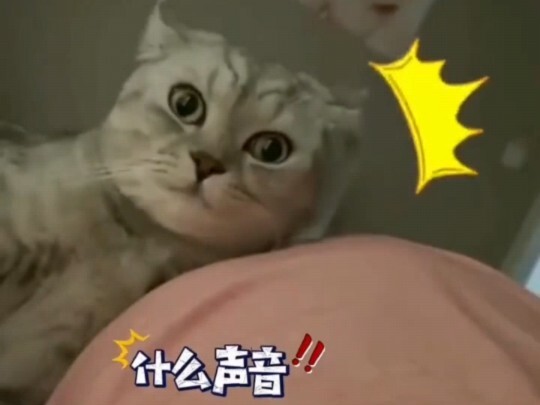 The cat lay on its pregnant owner's belly, its eyes wide with astonishment upon sensing the baby's m