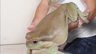 هل سبق لك أن رأيت هذا النوع من الضفادع؟