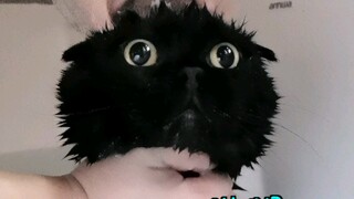 Challenge the internet to be the best-behaved kitty at a bath! Tag your favorite cat blogger to take