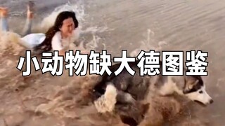 小动物缺大德图鉴