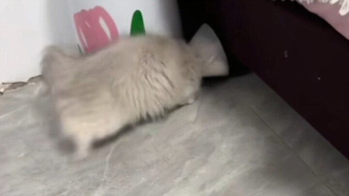 Cat: Is the map bug fixed yet?