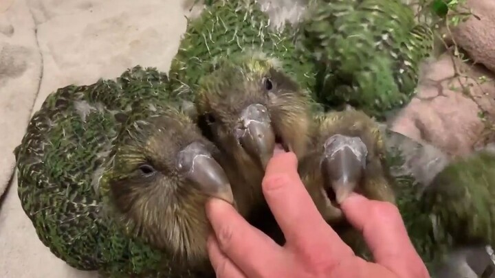 Fat Chicken Eats Hands