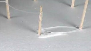 สไปเดอร์แมนตัวจริง