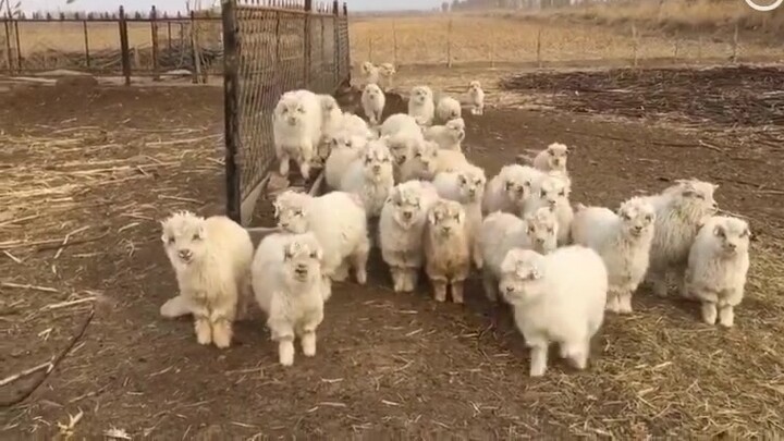 หัวใจฉันละลายไปกับเสียงร้องของฝูงแกะ หัวใจฉันละลายไปกับเสียงร้องของแกะ!