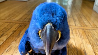 【Purple and Blue Macaw】Izzy: Why aren't you here to pick me up? ╭(°A°`)╮