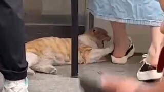 "ใต้คิ้วห้อยสองลูก แค่กระพริบตาไม่รู้จะมองยังไง"