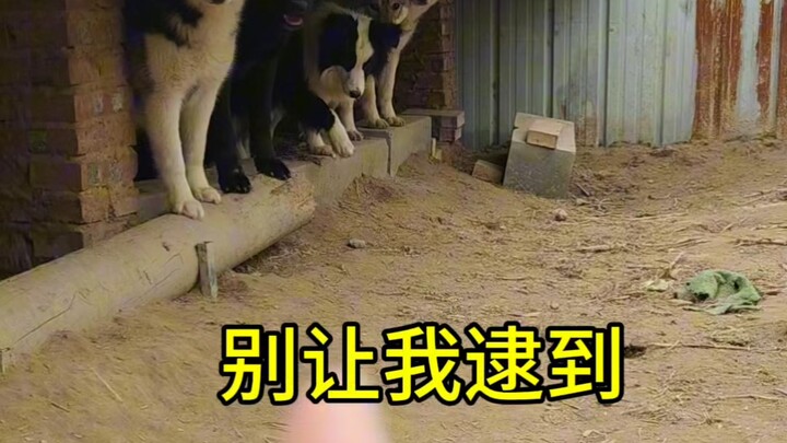 Ma cao một thước, đạo cao một trượng.