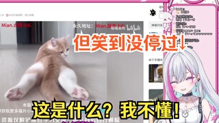 梦流老师鉴赏内涵《猫片》，全程秒懂笑到断气w