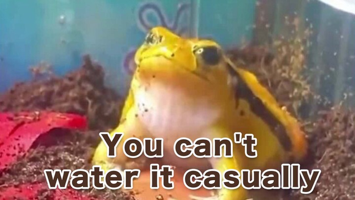If You Water An Animal...