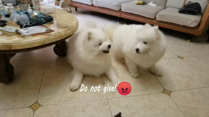 [Dogs] Two Samoyeds Playing Together