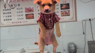 小狗：为我花生