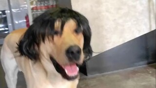 About the fact that the shit scooper's bloodline is purer than mine