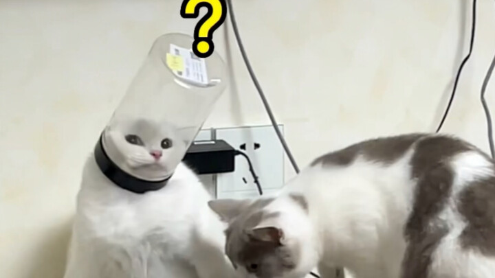 บ้านมีขุนนางผู้ยิ่งใหญ่และยอดคนลับ
