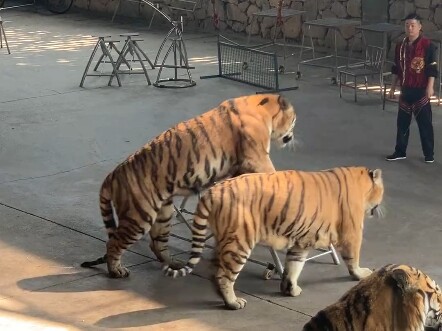 Neither of them has any idea of their own strength.