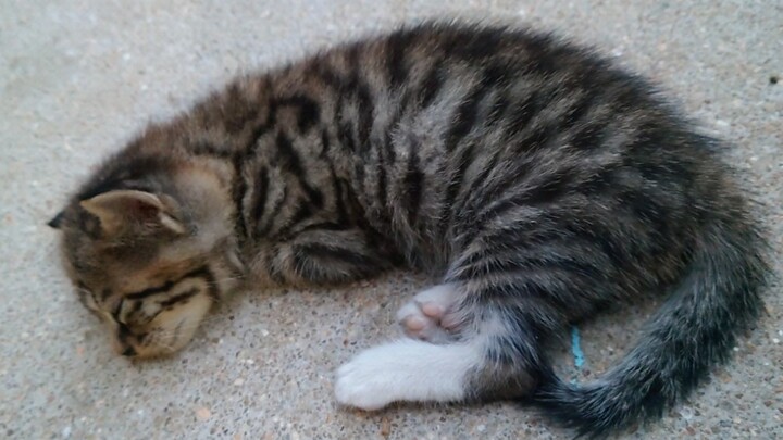 [Animals]A kitten awoken by nightmare