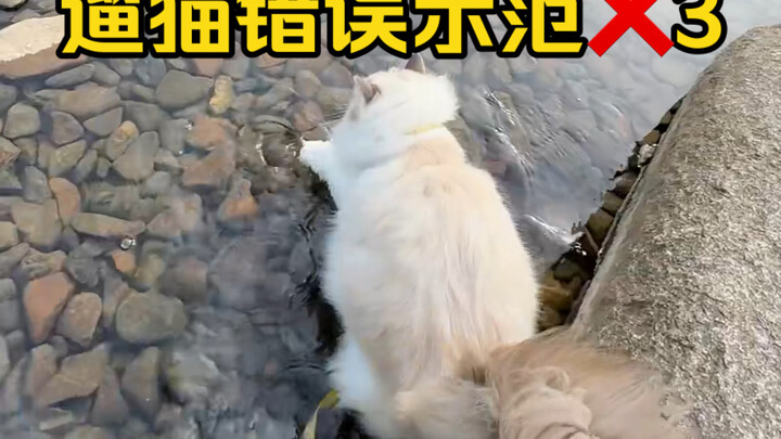 قطة بورمية تقفز في النهر! نموذج خاطئ لتمشية القطط، هذه الاندفاع المفاجئ واقعي للغاية...