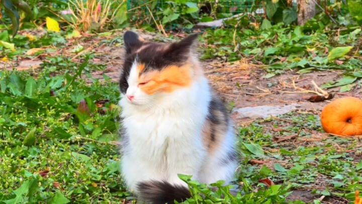 Kucing tiga warna kecil di bawah pohon itu sampai tertidur sambil berdiri, membuat hatiku ikut terge
